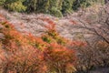 Shikizakura blossom in Autumn