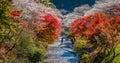 Shikizakura blossoms mixed with the beautiful autumn colour leave at Obara village. Royalty Free Stock Photo