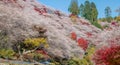 Shikizakura blossoms mixed with the beautiful autumn colour leave at Obara village. Royalty Free Stock Photo