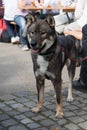 Shikoku dog