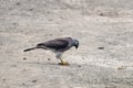 Shikra Accipiter badius