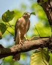 Shikra or Accipiter badius or little banded goshawk bird closeup perched in natural green background in hot summer season outdoor