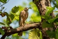 Shikra or Accipiter badius or little banded goshawk bird closeup perched in natural green background in hot summer season outdoor