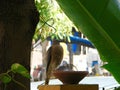 Shikra Bird sitting on an Earthen Water Pot