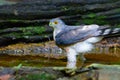 Accipiter badius or Shikra.