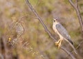 A Shikra perching on a tree Royalty Free Stock Photo