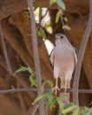 A Shikra sitting in a shade Royalty Free Stock Photo