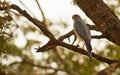 The Shikra Sparrowhawk