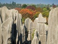 Shilin Stone Forest Royalty Free Stock Photo
