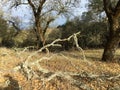 Shiloh Ranch Regional The park includes oak woodlands, forests of mixed evergreens, ridges with sweeping views of the Santa Rosa Royalty Free Stock Photo