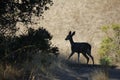 Shiloh Ranch Regional The park includes oak woodlands, forests of mixed evergreens, ridges with sweeping views of the Santa Rosa