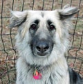 Shiloh Shepherd Royalty Free Stock Photo