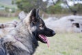 Shiloh Shepherd Royalty Free Stock Photo