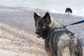 Shiloh Shepherd Royalty Free Stock Photo