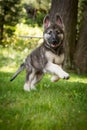 Shiloh Shepherd German Shepherd Running in Yard Royalty Free Stock Photo