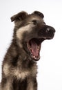 Shiloh Shepherd German Shepherd Yawning Royalty Free Stock Photo