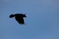 Shiluette of a hooded crow in flight Royalty Free Stock Photo
