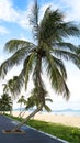 Shimei Bay  Hainan Island  palm tree on the beach Royalty Free Stock Photo