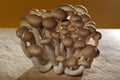 Shimeji, japonese mushroom Royalty Free Stock Photo