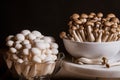 Shimeji mushroom. Fresh uncooked buna brown and bunapi white shimeji edible mushrooms from Asia, rich in umami tasting compounds Royalty Free Stock Photo