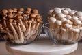 Shimeji mushroom. Fresh uncooked buna brown and bunapi white shimeji edible mushrooms from Asia, rich in umami tasting compounds Royalty Free Stock Photo
