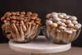 Shimeji mushroom. Fresh uncooked buna brown and bunapi white shimeji edible mushrooms from Asia, rich in umami tasting compounds Royalty Free Stock Photo