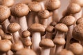 Shimeji mushroom. Fresh uncooked buna brown edible mushrooms from Asia, rich in umami tasting compounds such as guanylic and Royalty Free Stock Photo