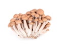 Shimeji mushroom isolated Royalty Free Stock Photo