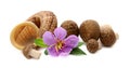 Shimeji mushrooms brown. Royalty Free Stock Photo