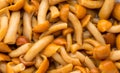 Shimeji mushrooms brown fumgi varieties. Background. Royalty Free Stock Photo
