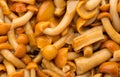 Shimeji mushrooms brown fumgi varieties Background. Royalty Free Stock Photo