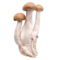 shimeji mushrooms brown varieties isolated over white background