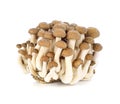 Shimeji mushrooms brown varieties