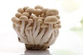 Shimeji mushrooms (Hypsizygus marmoreus) Royalty Free Stock Photo