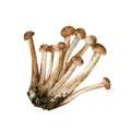 Shimeji mushrooms, white beech mushroom.
