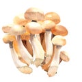Shimeji mushrooms, white beech mushroom, white clamshell mushroom, bunapi-shimeji, buna-shimeji, Hon-shimeji, edible