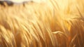 shimmer golden fleece