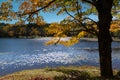 Shimmering Autumn Foliage Around Bass Lake NC