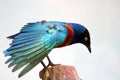 Shimmering blue and green superb starling sitting on top of a truncated tree trunk spreading the wings and l
