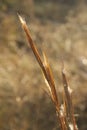 Shimmering Prairie Grass Plume