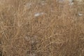 Golden Prairie Grass