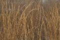 Golden Prairie Grass