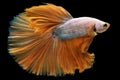 The shimmering orange hue of the betta\'s tail adds an element of flamboyance.