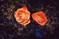 Shimmering Orange Roses