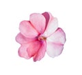 Shimmering pink impatiens flower closeup cutout