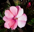 Shimmering pink impatiens flower closeup