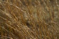Shimmering Prairie Grass