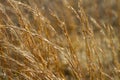 Shimmering Prairie Grass