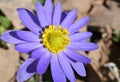 Shimmering Purple Carolina Anemone Wildflower Close-up