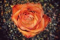 A Shimmering Rose With Orange Petals Of Rain Drops